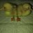 Nova & Scotia Pekin Twins