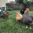 MegasChickens