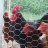 HartzlerHappyHens