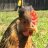 Callie's Coop