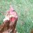 Pletchy2