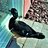 wild wood duck life saver