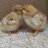 TheNewChickontheBlock