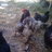 Poultrylover243
