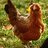 Chickenlover0714