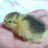 Korean who loves Quail