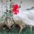 Aimen amad