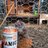 HuskyChicken