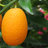 kumquat