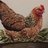 Motherhen93