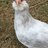 Frady’s Chicken Lady