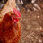 bldrchicken