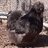 SonRise Silkies