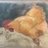 ChickensByTheBeach