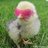 Ashchicken