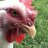 JojoChickens1