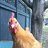 Chickens_4Life