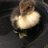 Boost_The_Duck
