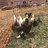 Worstellfunnyfarm