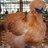 ThatOneChicken