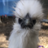 MagicTheFamiliar