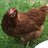 OzzieChooks