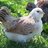 FluffyValleyHens