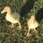 Duck’nChickMama_2243