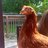 CHICKENMAN61467