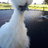 Myrtlesilkie