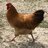 Hippiechickens76