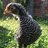 Squirrelton