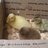 Duckie2006