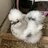 Tina bs silkie ck