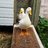 Quackmom