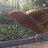 yellowdog2