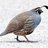 ILUVQUAIL