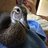 Roundlakeduck