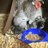 chickenlady0309