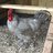 Rodney’s roost