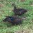 Wild Duck