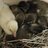 Duck-duck-goose