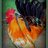 Bantamn Beauty Chicks