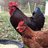 Rosco7391