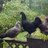 Crossroad Chickens