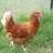 pollythechicken