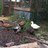 LovingDucks