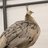 Mypfowl1522