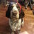 Cooperthedog