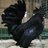 Lily the poultry keeper